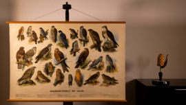 Dagroofvogels en uilen