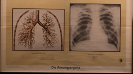 Ademhalingsorganen