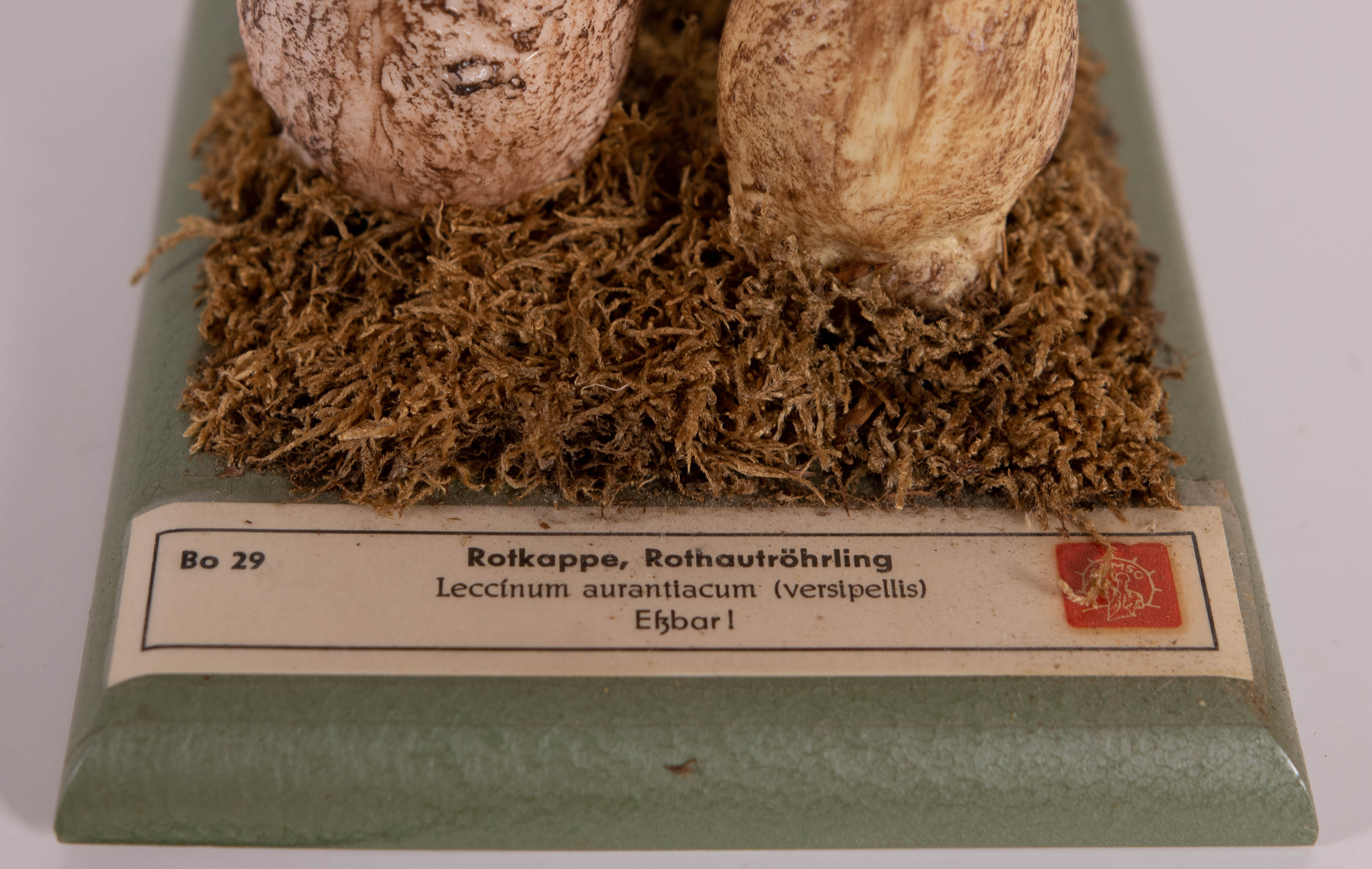 Leccinum Aaurantiacum