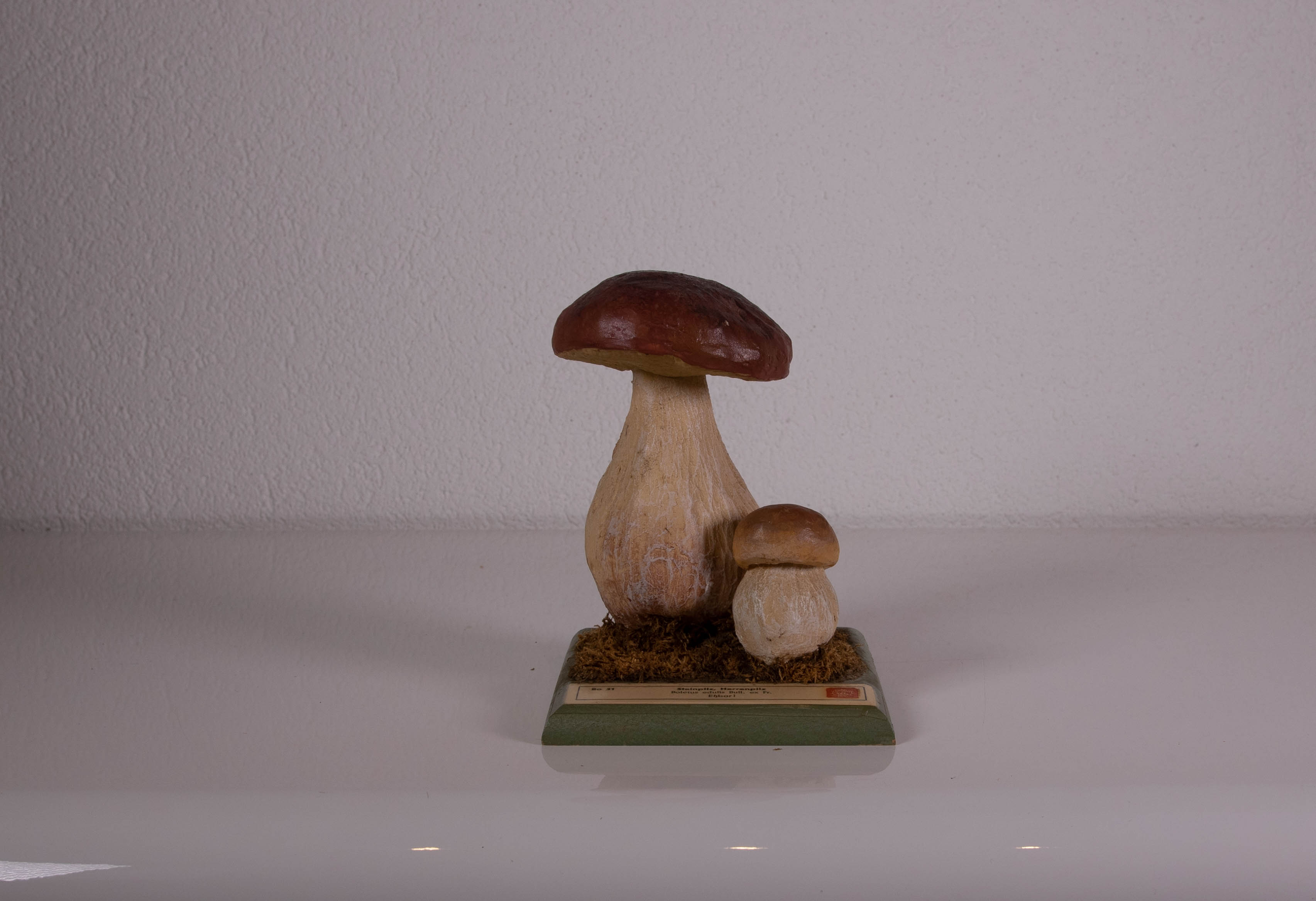 Boletus Edulis Bull