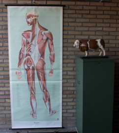 Spieren achterzijde