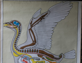Anatomie vogels