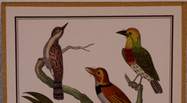 Vogelplaatje 3 Litho