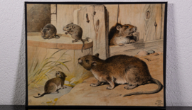 Muizen en Ratten