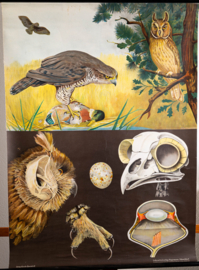Roofvogel  en Uil       Litho