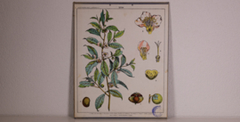 Botanisch  6