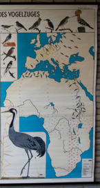 Het wonder van de vogeltrek