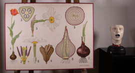 Tulp Narcis