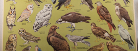 Roofvogels