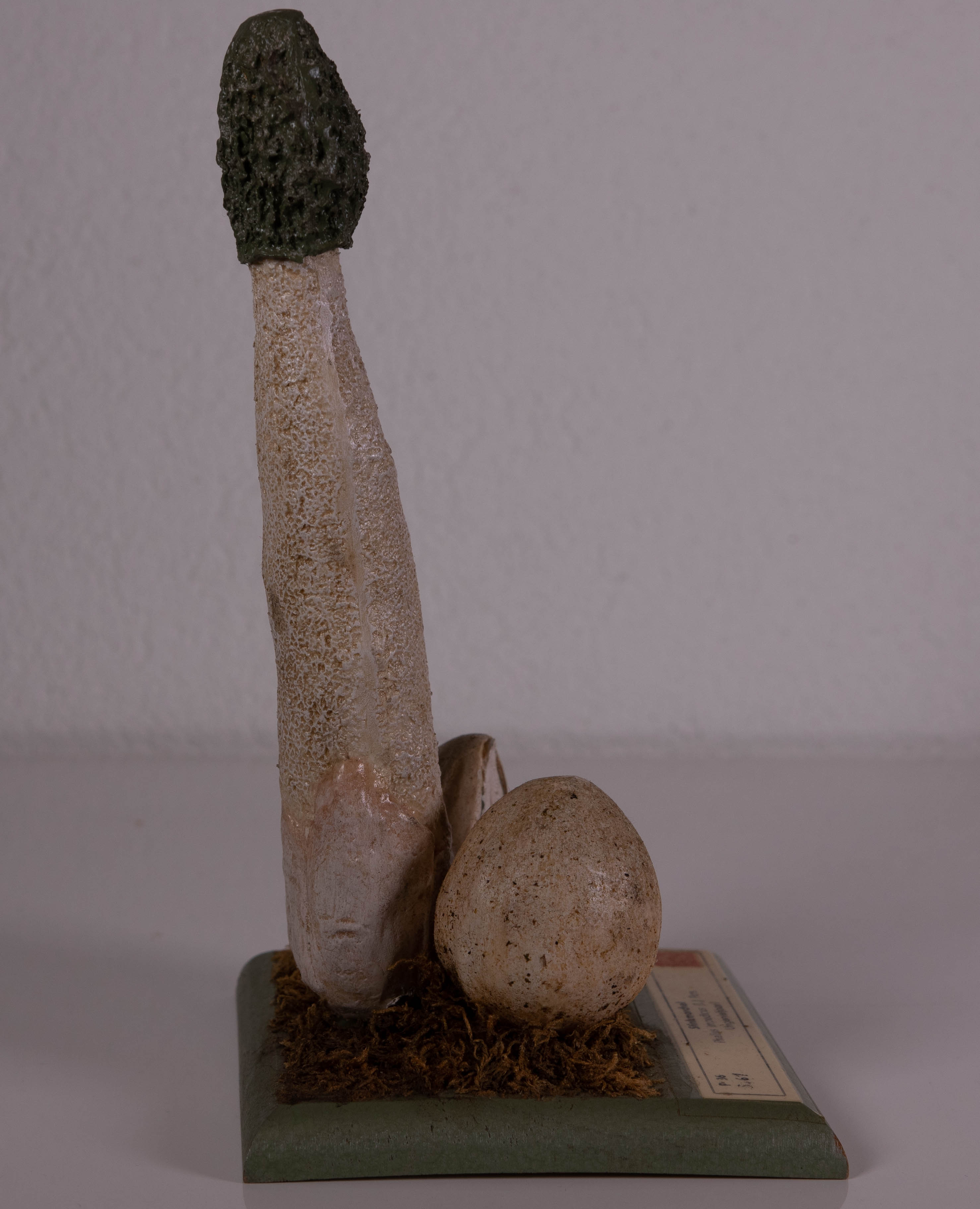 Phallus Impudicus