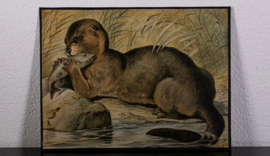 Otter