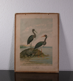 Zwarte Ooievaar