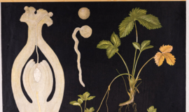 Vegative Voortplanting