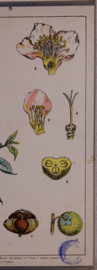 Botanisch  6