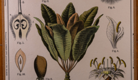 Afrikanische Butterbaum