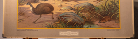 Uit de Australische dierenwereld