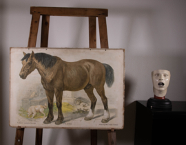 Paard