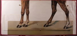 Paard anatomie