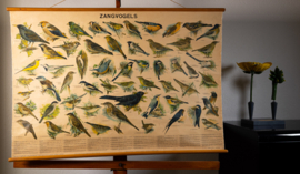 Zangvogels