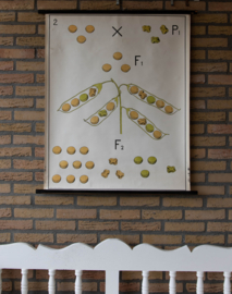 Erfelijkheidsleer  Erwt II Litho