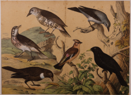 Schreiber Pestvogel, Beflijster, Goudvink en Appelvink