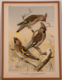 Pestvogel