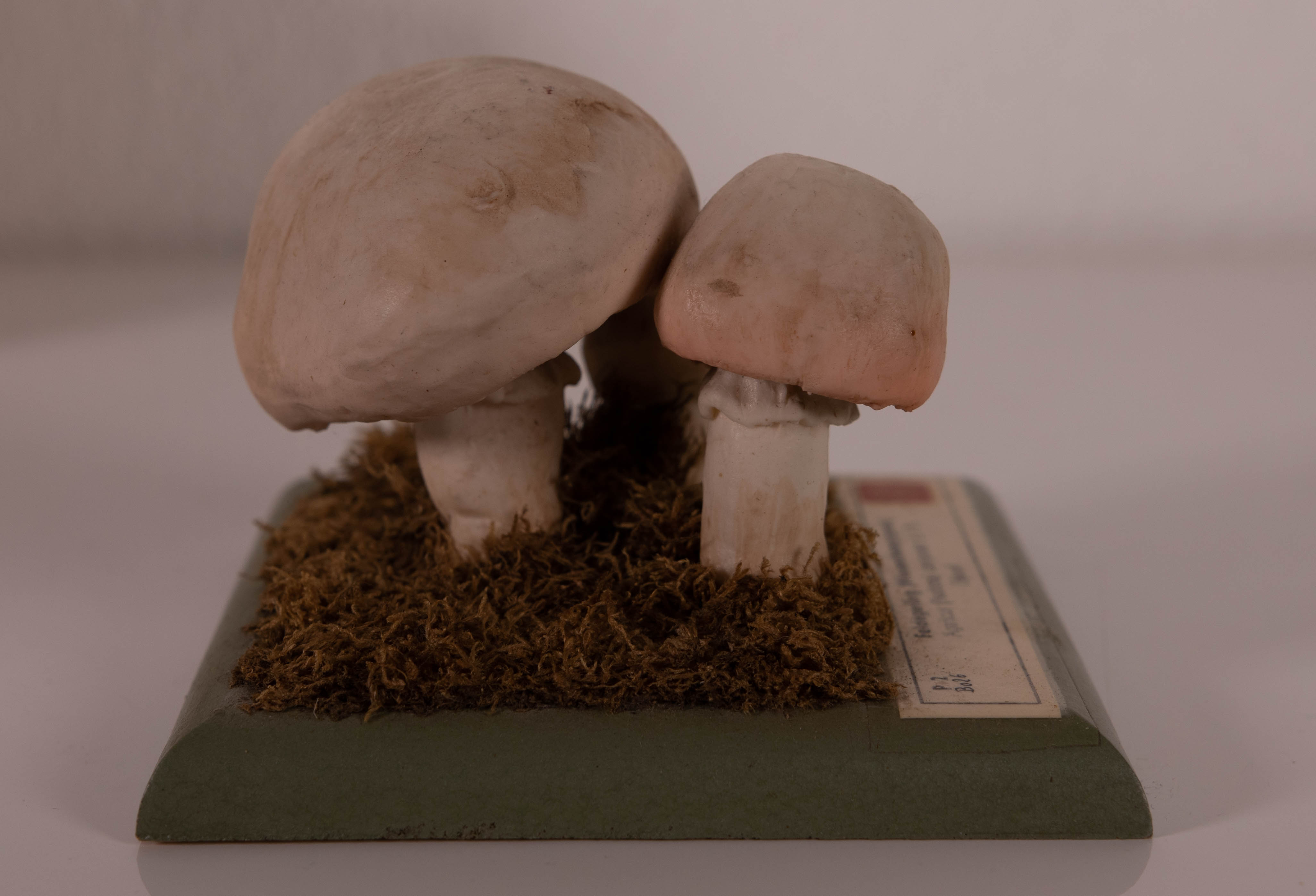 Agaricus (Psalliota) Compester