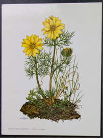 4 Schoolplaatjes    Botanisch  1