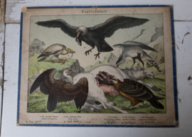 Schreiber Condor, Gier