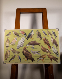 Roofvogels