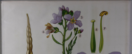 Pinksterbloem