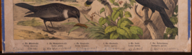 Schreiber Pestvogel, Beflijster