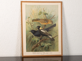Bobolink + Bruinkopkoevogel