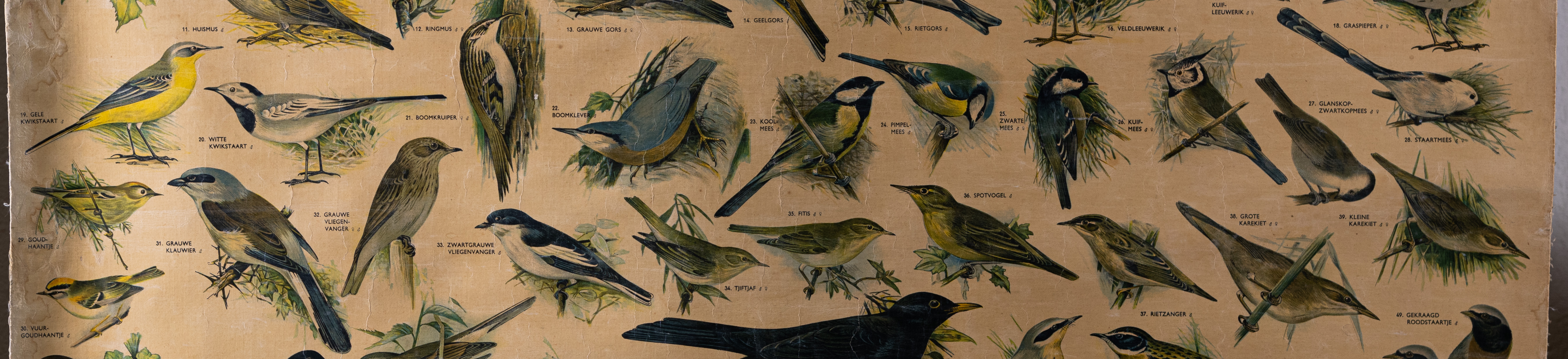 Zangvogels