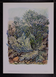 6 plaatjes Botanisch