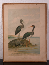Zwarte Ooievaar