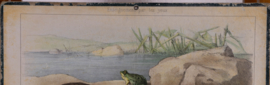 Slang hagedis schildpad kikker