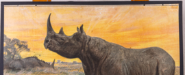 Neushoorn