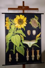 Zonnebloem Litho