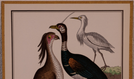 Vogelplaatje 5 Litho