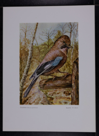 Beschermde vogels