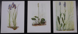 6 plaatjes Botanisch