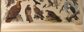 Uilen en Roofvogels