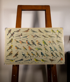Zangvogels 2