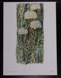 6 plaatjes Botanisch