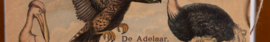 Pelikaan,de Adelaar en de Struis