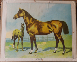 Paard en veulen