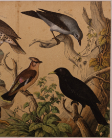 Schreiber Pestvogel, Beflijster, Goudvink en Appelvink