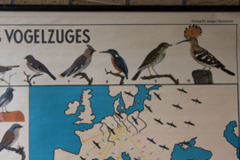 Het wonder van de vogeltrek