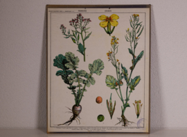Botanisch  2